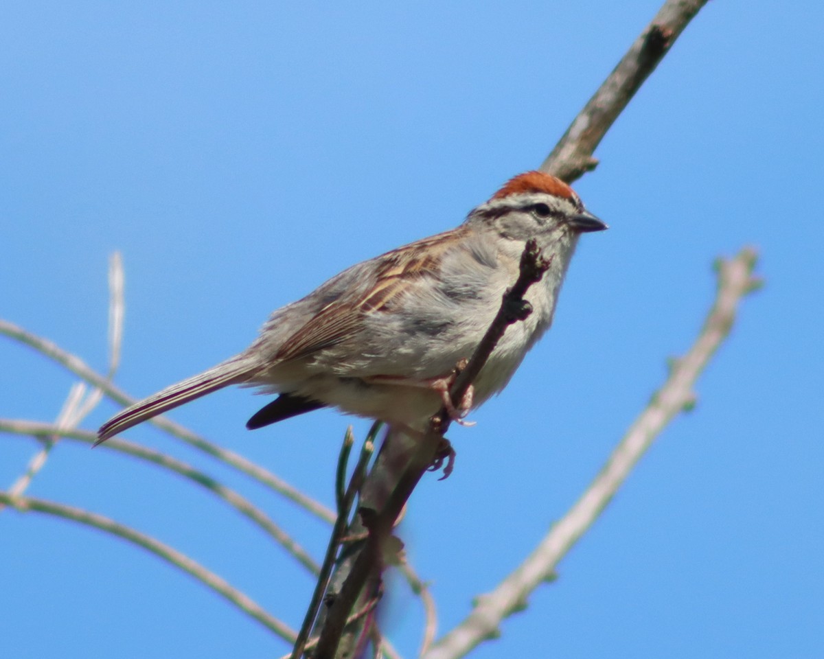 Chipping Sparrow - Frank Young