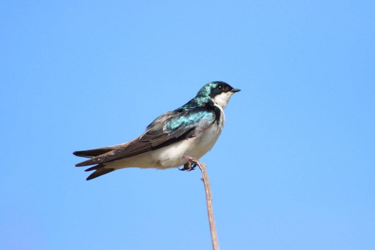 Tree Swallow - Frank Young