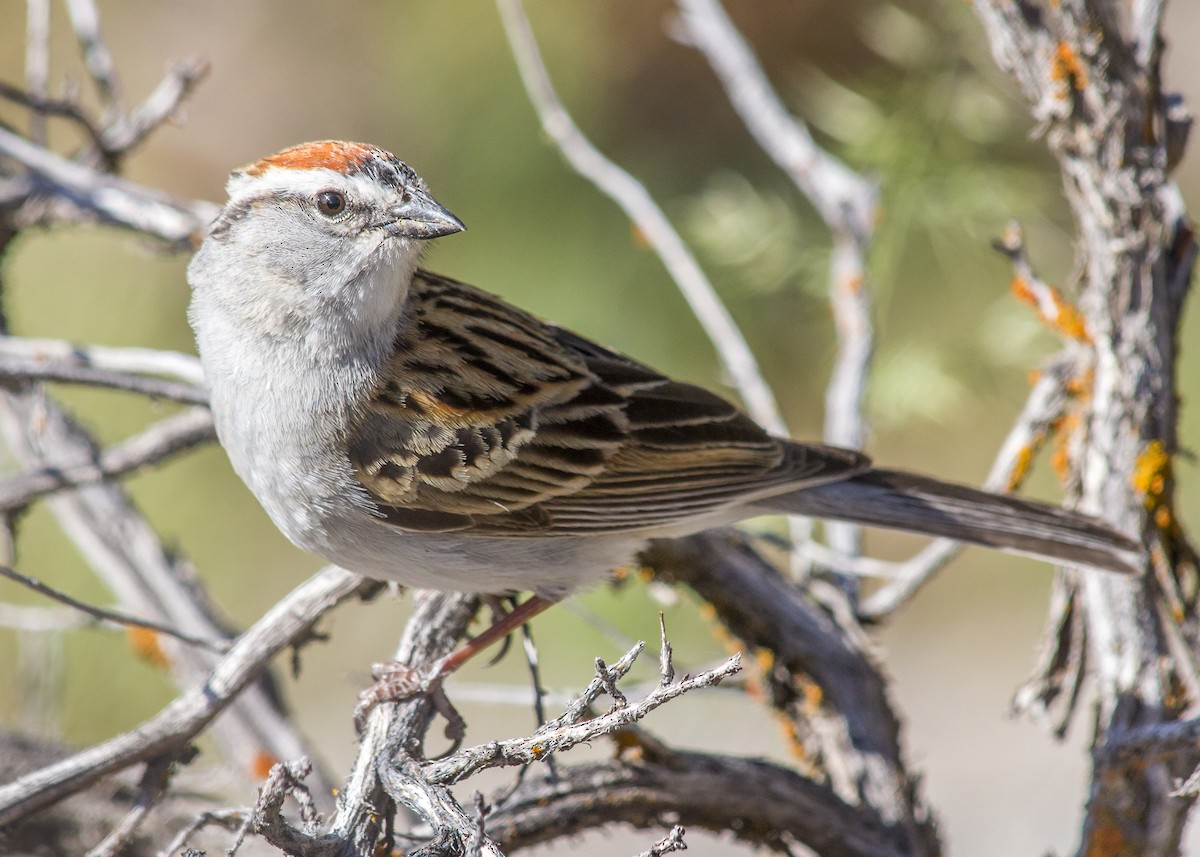 Chipping Sparrow - ML340274291