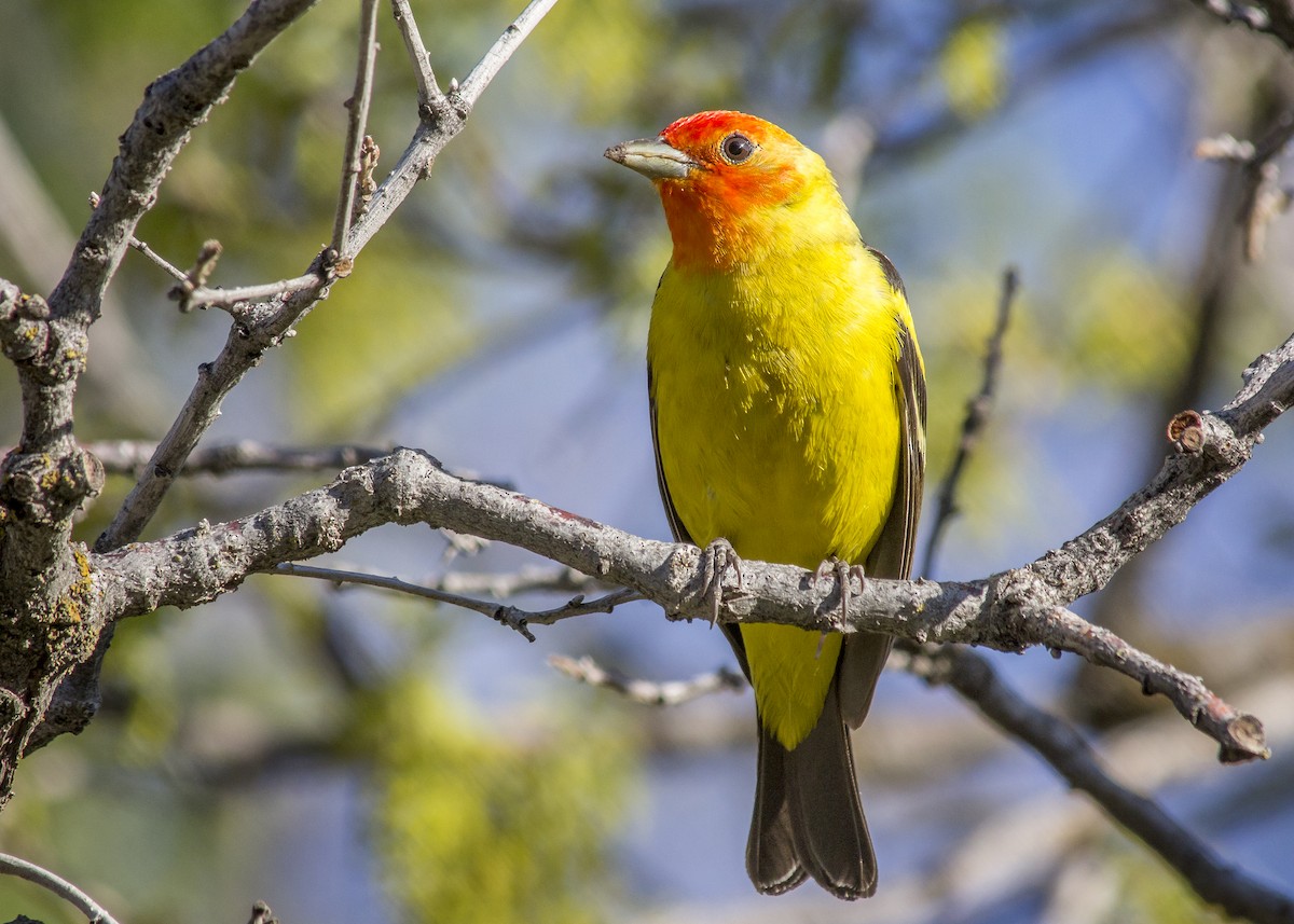 Western Tanager - ML340274881