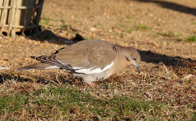 White-winged Dove - ML34028701