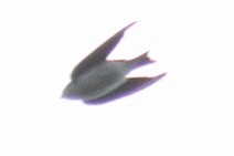Tree Swallow - ML34028981