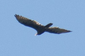 Turkey Vulture - ML34029021