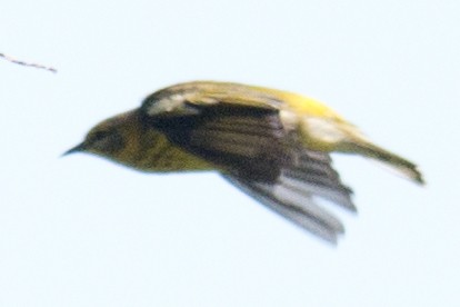 Cape May Warbler - ML34029271