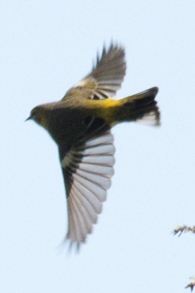 Cape May Warbler - David Brown