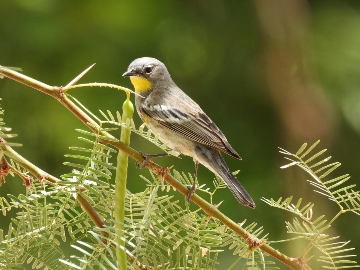 Yellow-rumped Warbler (Audubon's) - ML340293121
