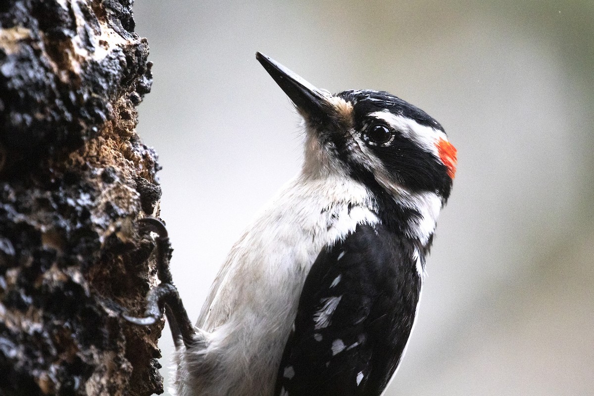 Hairy Woodpecker (Rocky Mts.) - Richard Bunn