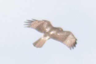 Red-tailed Hawk - ML34029341