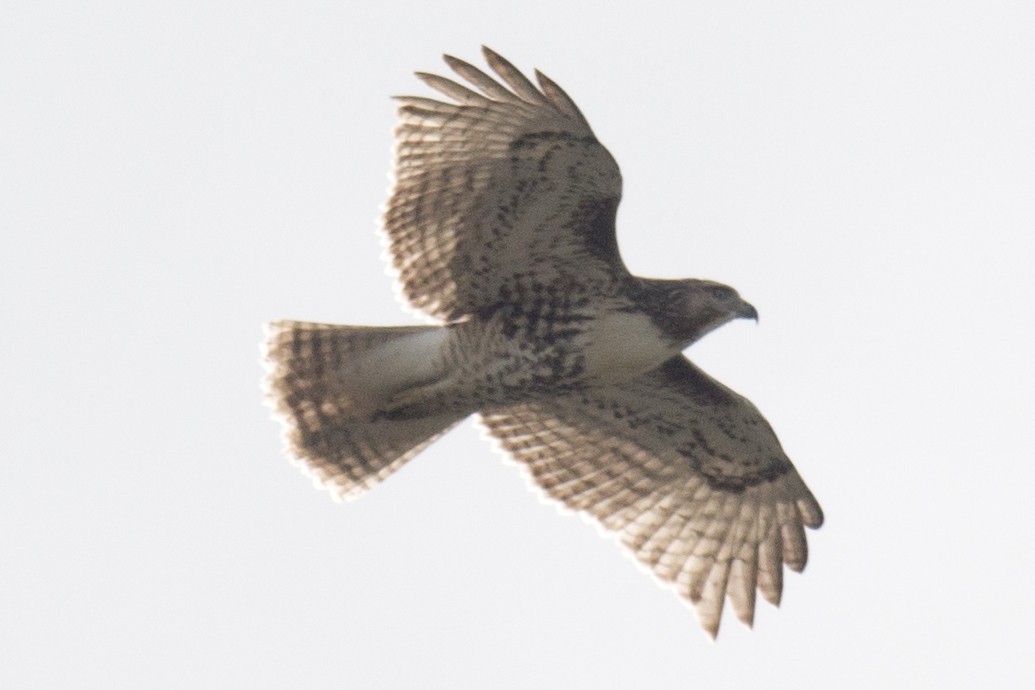 Red-tailed Hawk - ML34029491