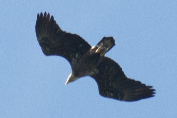 Bald Eagle - ML34029611