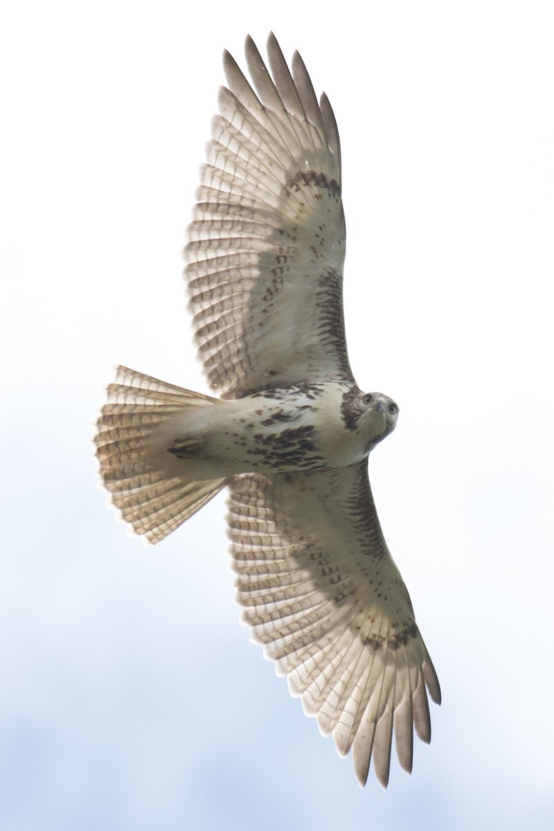 Red-tailed Hawk - David Brown