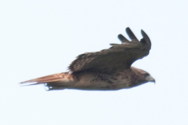 Red-tailed Hawk - ML34029791