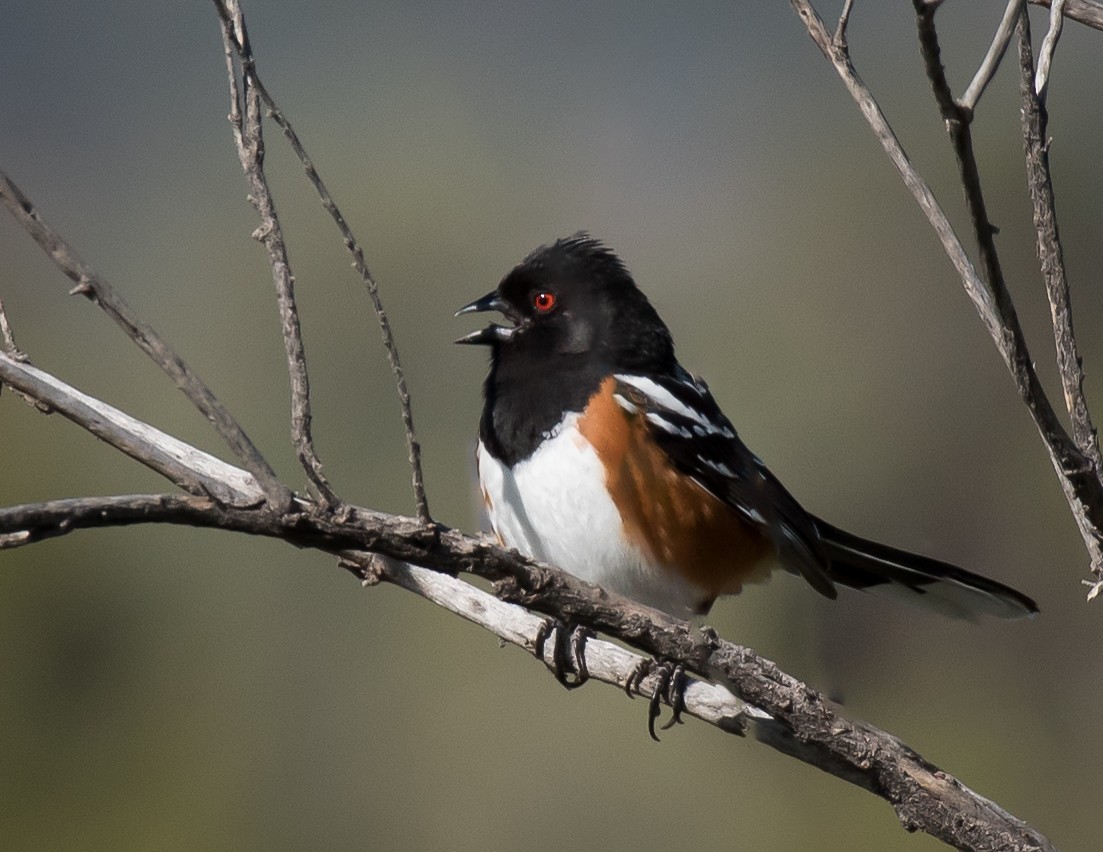Spotted Towhee - ML340298851