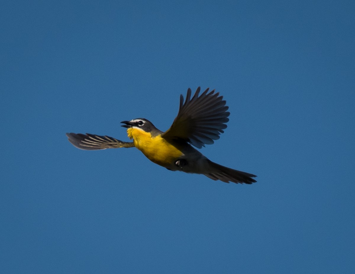 Yellow-breasted Chat - ML340298921