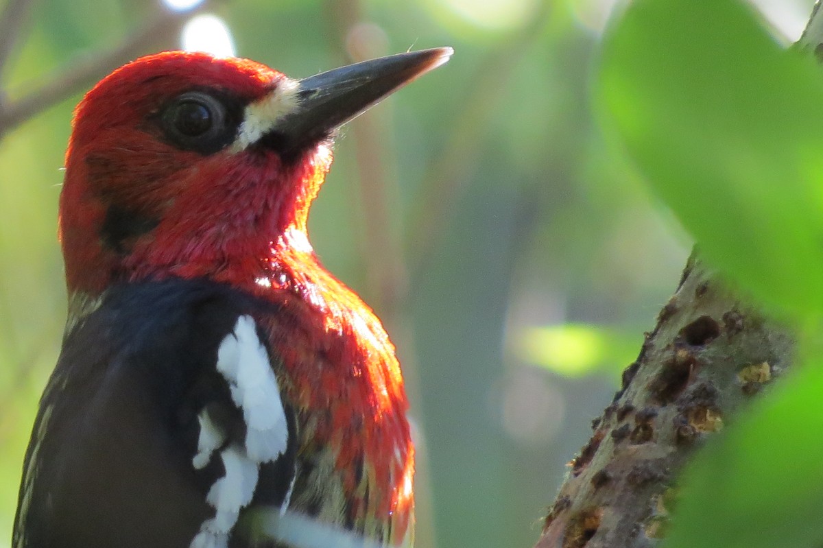 Red-breasted Sapsucker - ML340299051