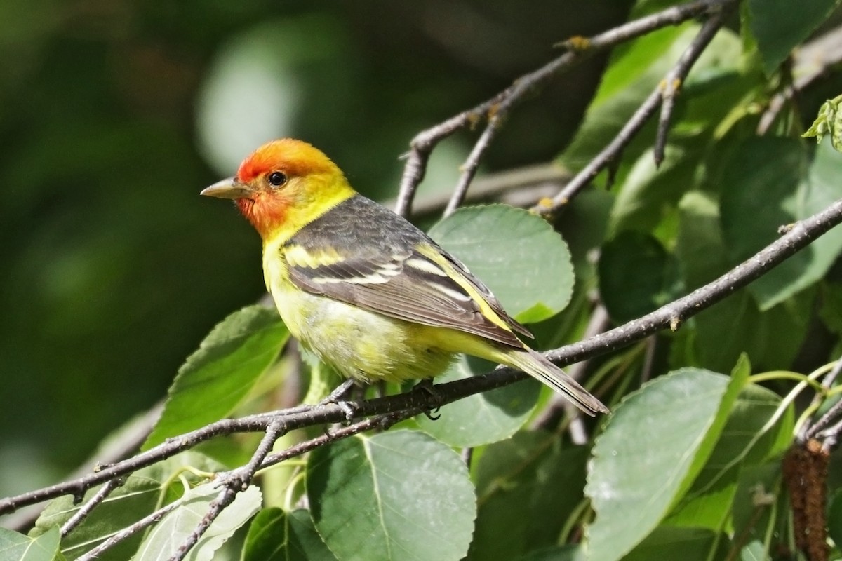 Western Tanager - Nathan Wall