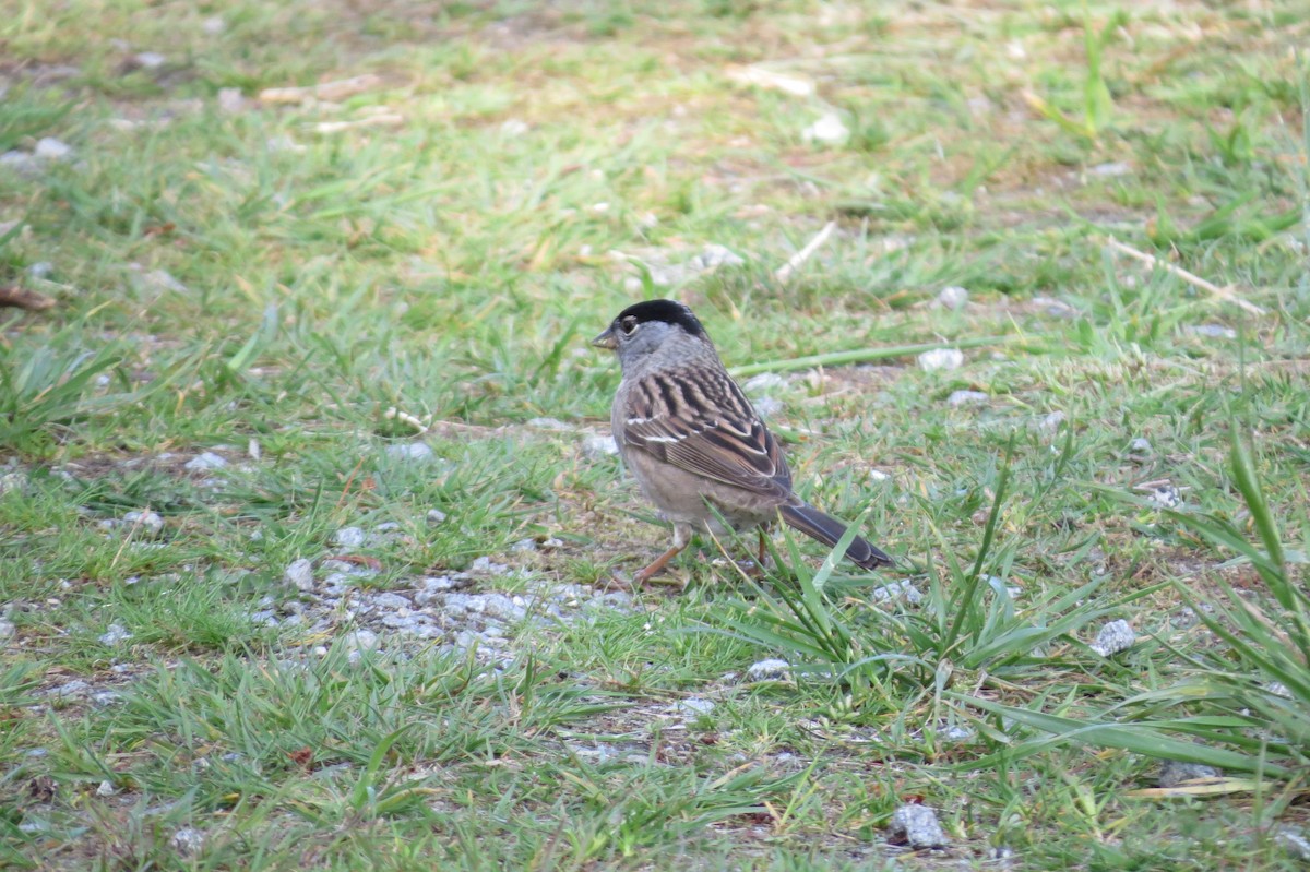 Golden-crowned Sparrow - ML340301471