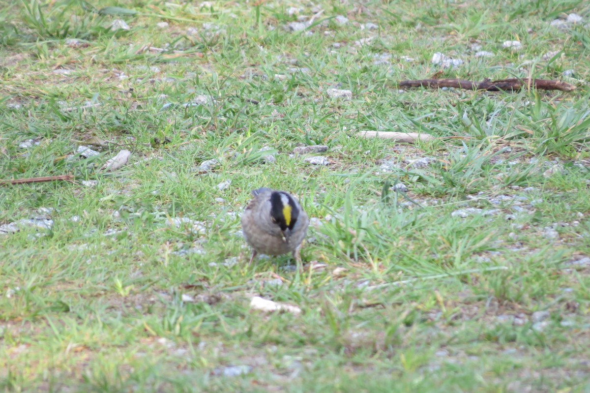 Golden-crowned Sparrow - ML340301931