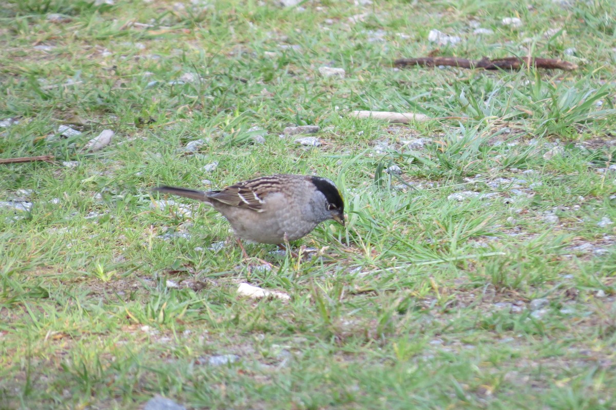 Golden-crowned Sparrow - ML340302091