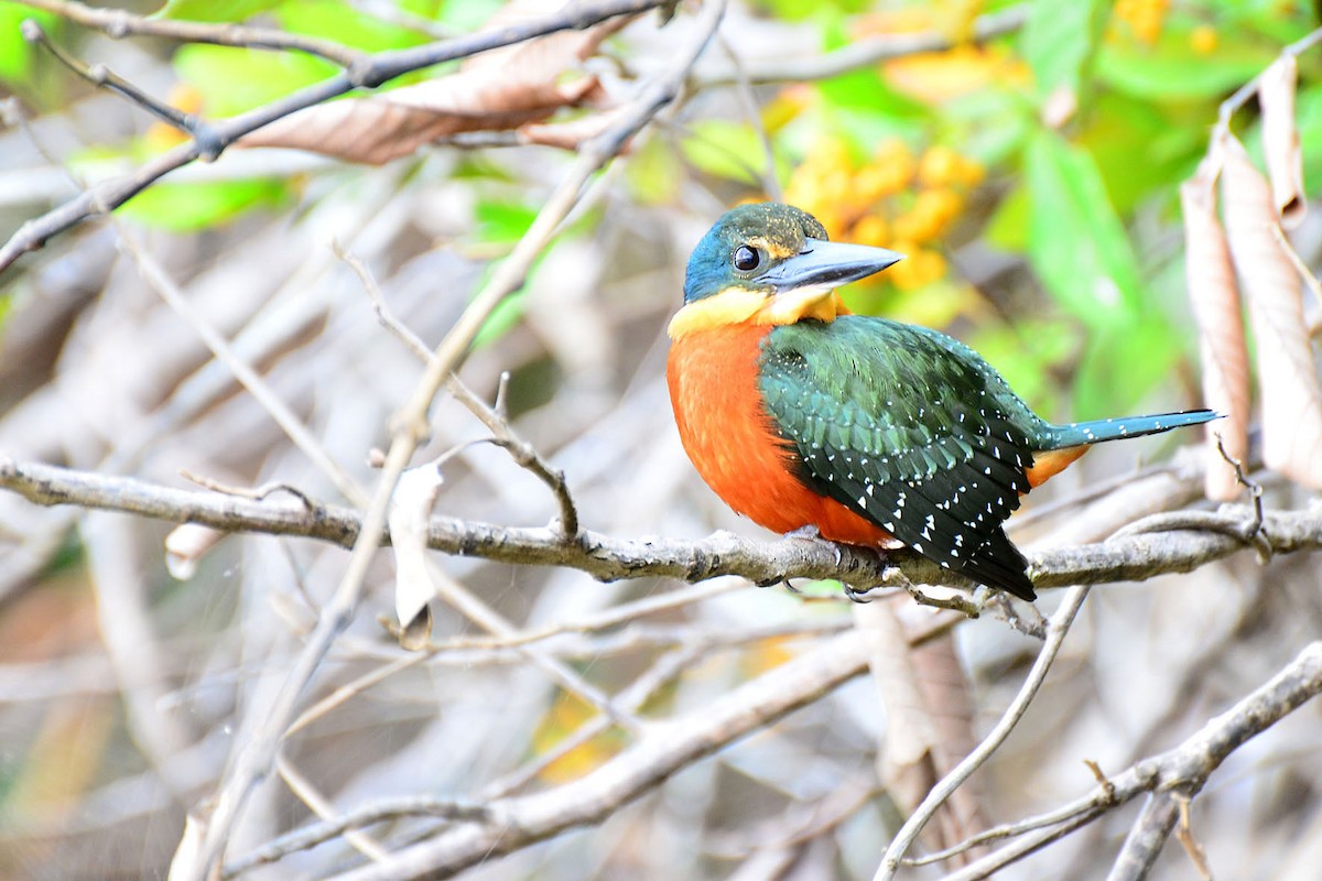 Green-and-rufous Kingfisher - Ubaldo Bergamim Filho