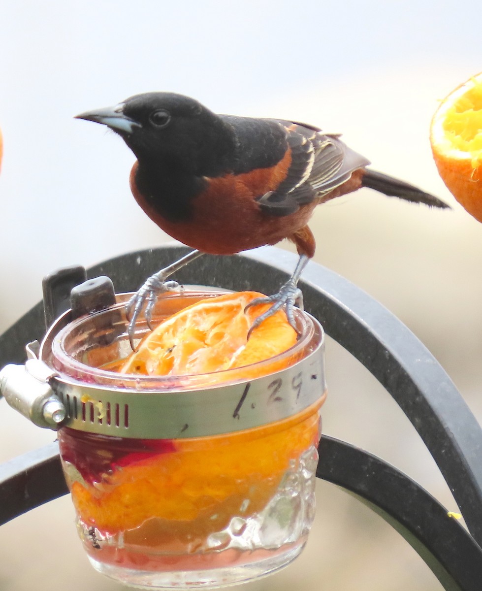 Orchard Oriole - ML340305221