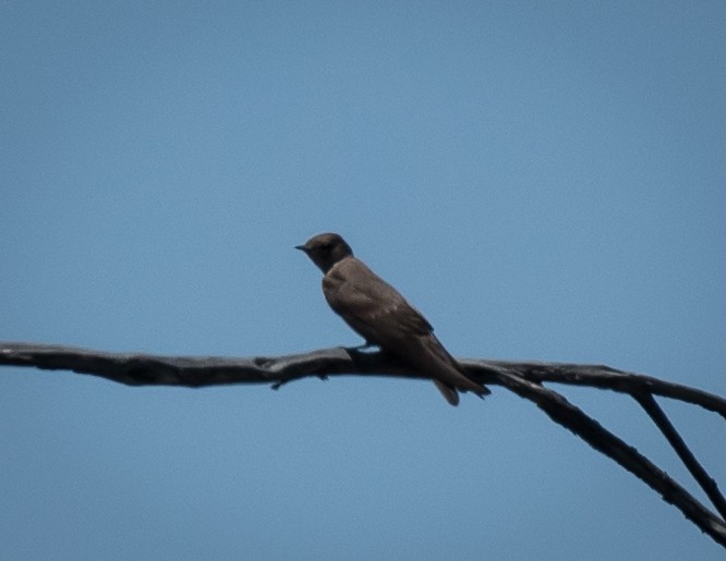 Northern Rough-winged Swallow - ML340308971