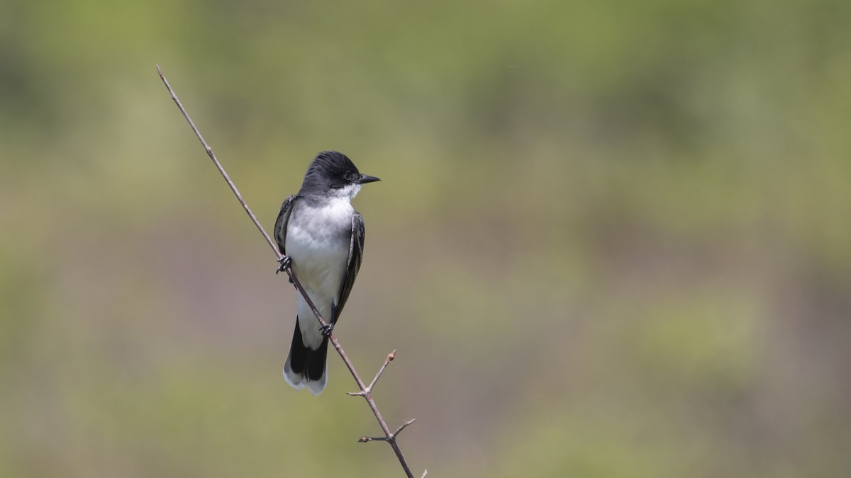 New York Breeding Bird Atlas Checklist - 19 May 2021 - Shawangunk ...