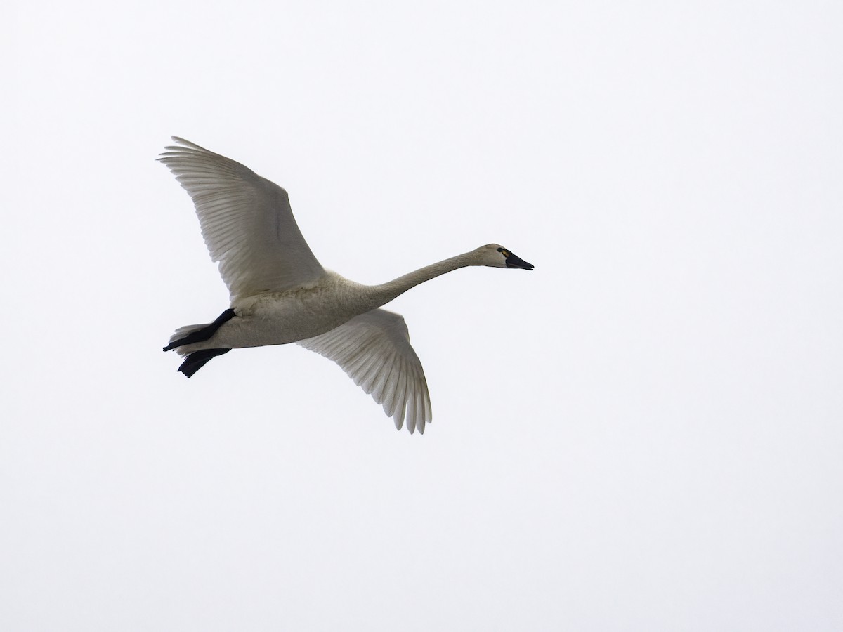 Tundra Swan (Whistling) - Nick Athanas