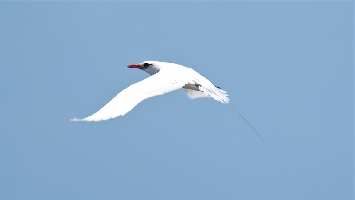 Red-tailed Tropicbird - Monica P