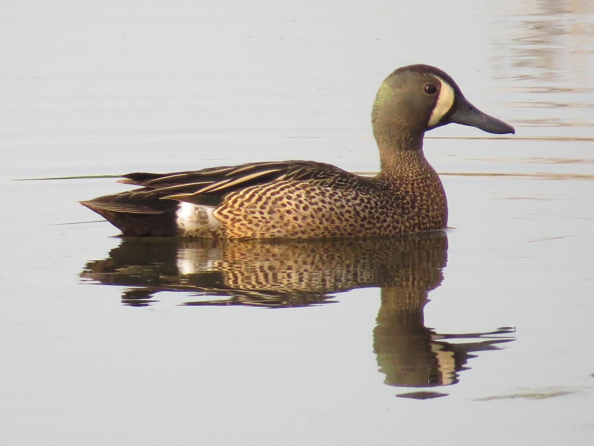 Blue-winged Teal - ML340322371
