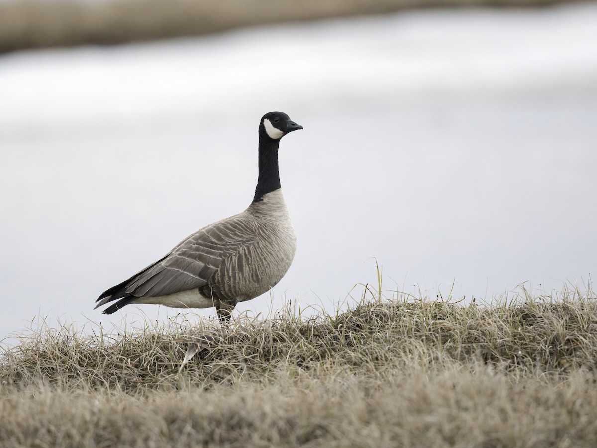 Cackling Goose (Taverner's) - ML340323101