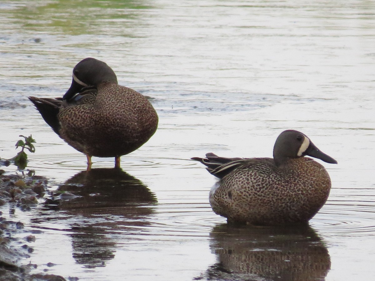 Blue-winged Teal - ML340323111