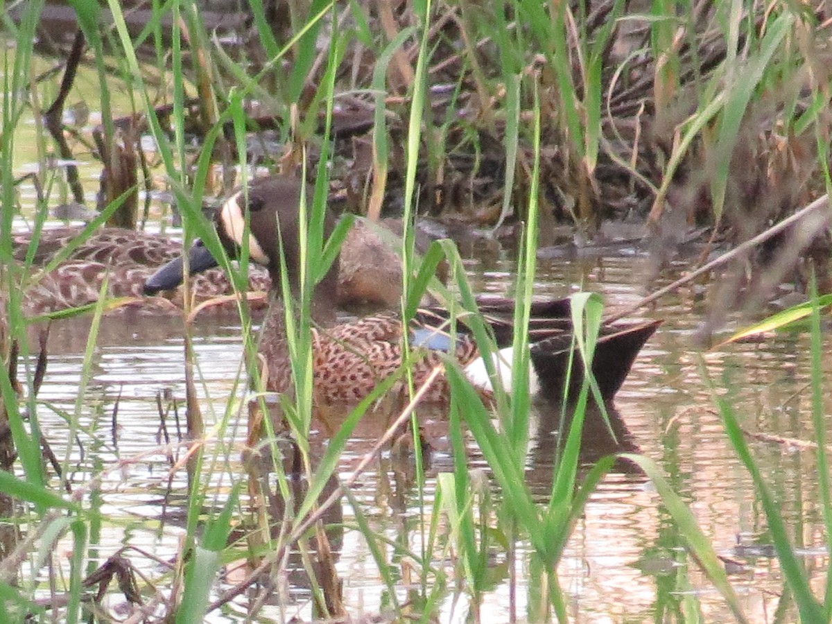 Blue-winged Teal - ML340323901