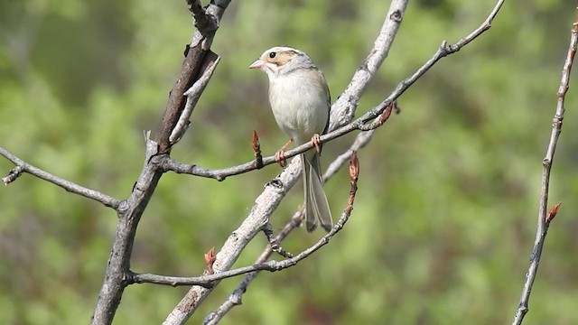 Clay-colored Sparrow - ML340326301