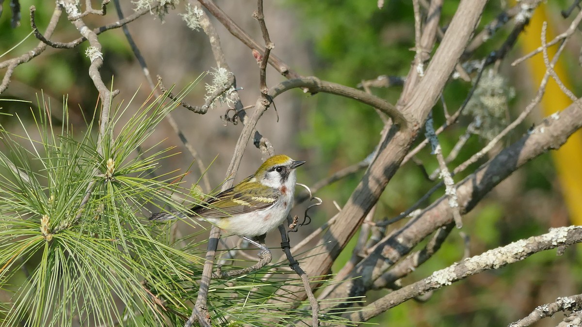 Chestnut-sided Warbler - Avery Fish