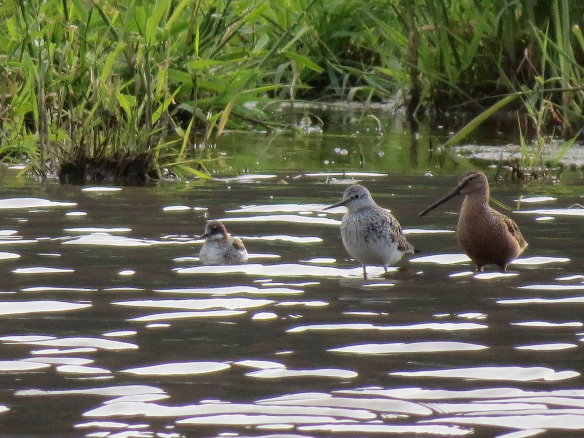 Long-billed Dowitcher - ML340327911