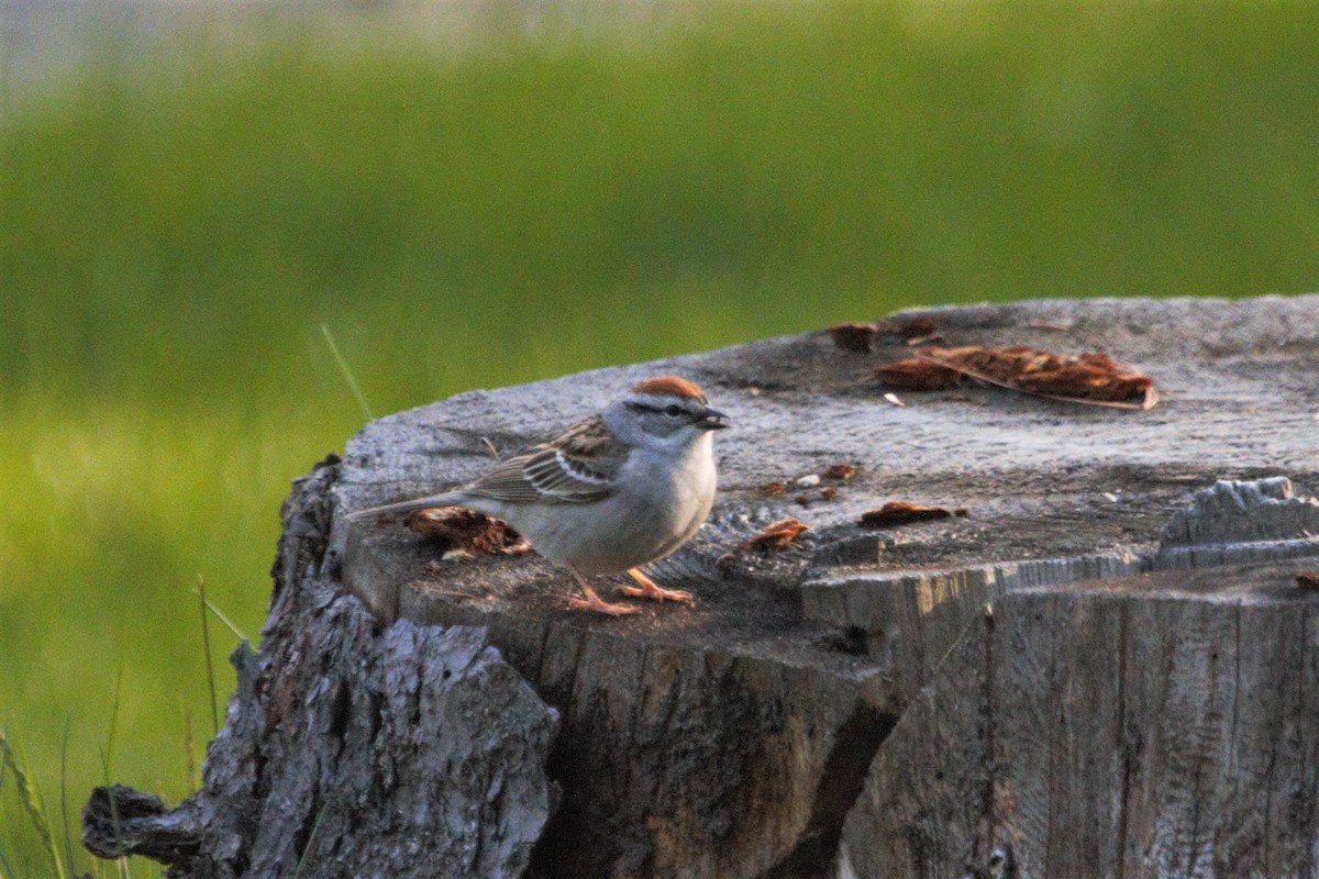 Chipping Sparrow - ML340331491