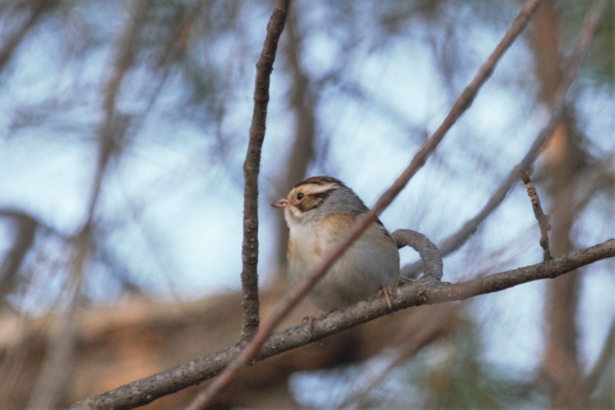 Clay-colored Sparrow - ML340331501