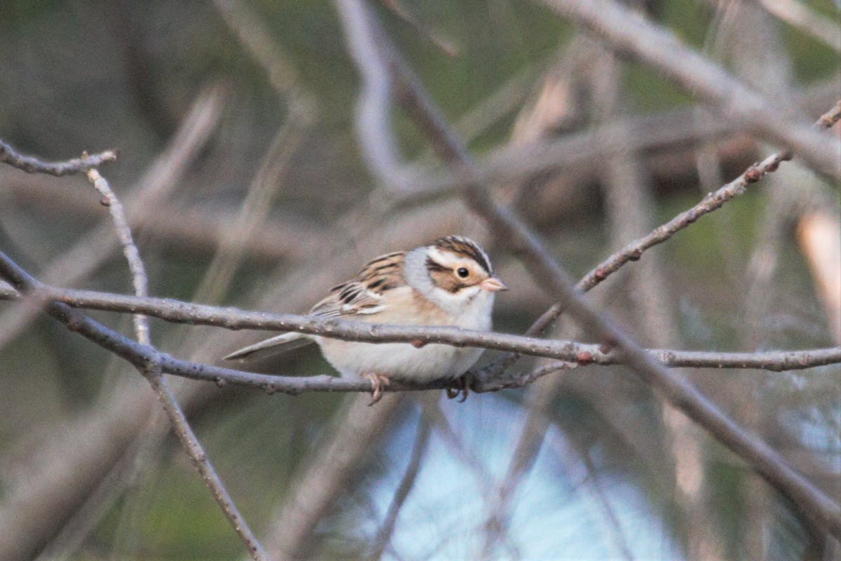 Clay-colored Sparrow - ML340331511