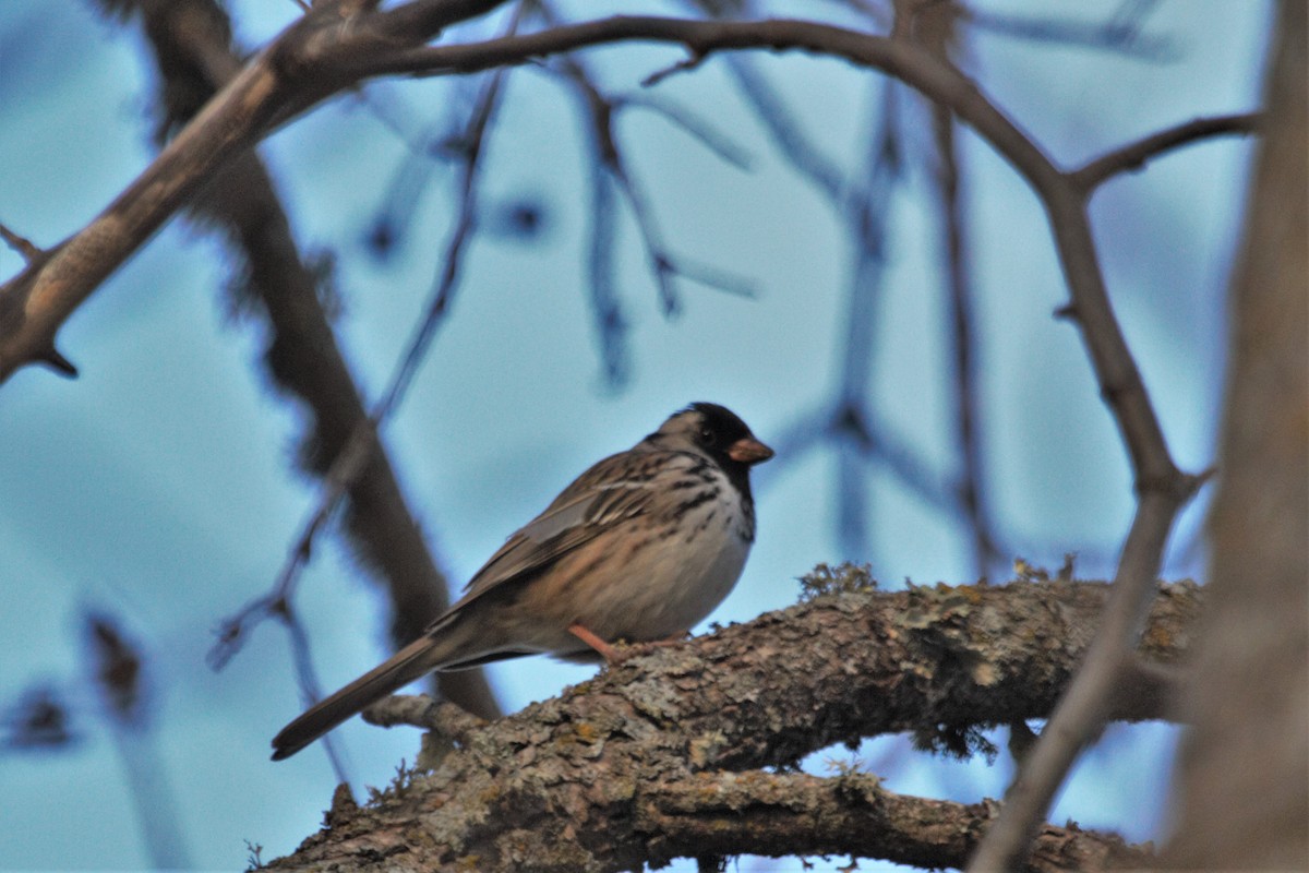 Harris's Sparrow - ML340333301