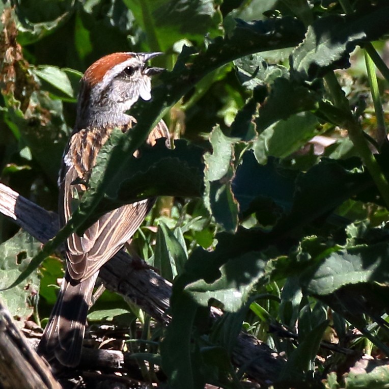 Chipping Sparrow - ML340334531
