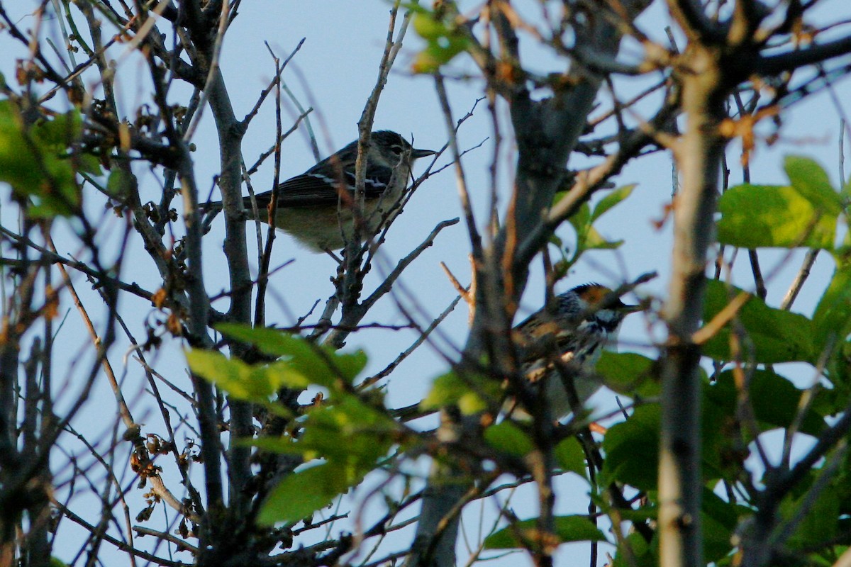 Bay-breasted Warbler - ML340336361