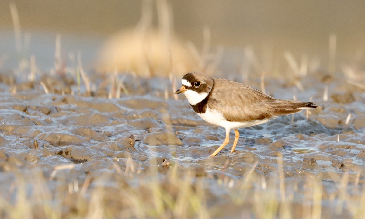 Semipalmated Plover - ML340336561