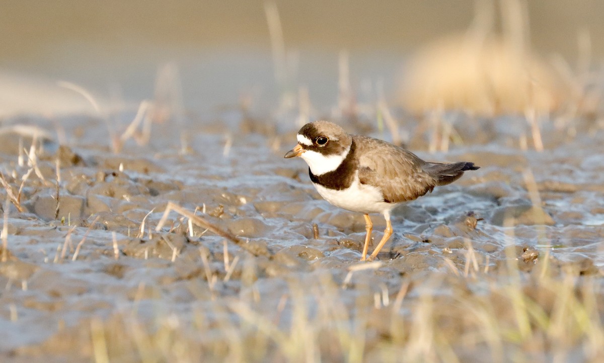 Semipalmated Plover - ML340336581