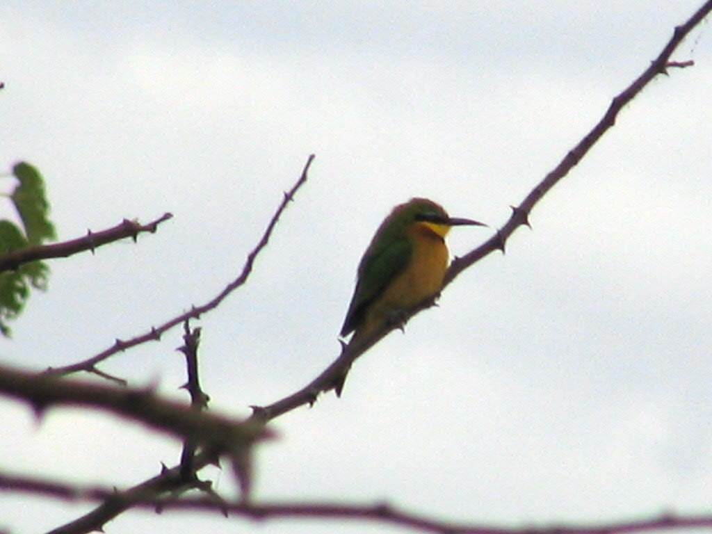 Little Bee-eater - ML34033741