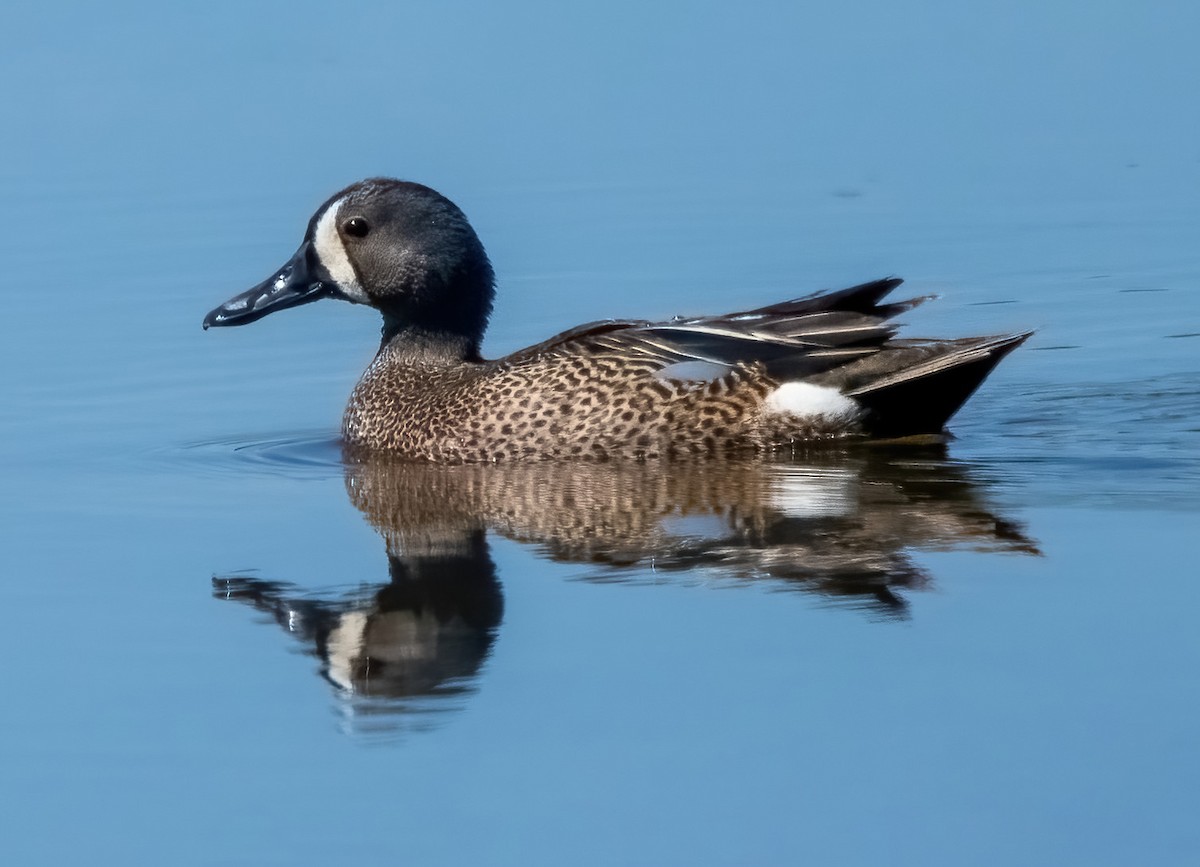 Blue-winged Teal - ML340337451