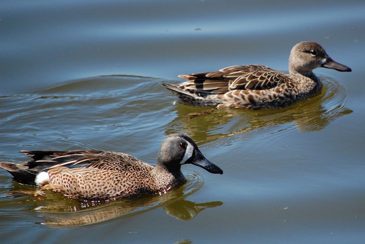 Blue-winged Teal - ML340341641