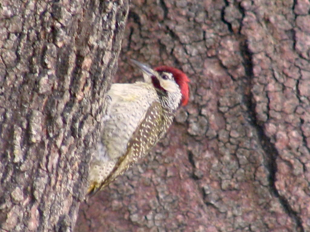 Bennett's Woodpecker - ML34034211