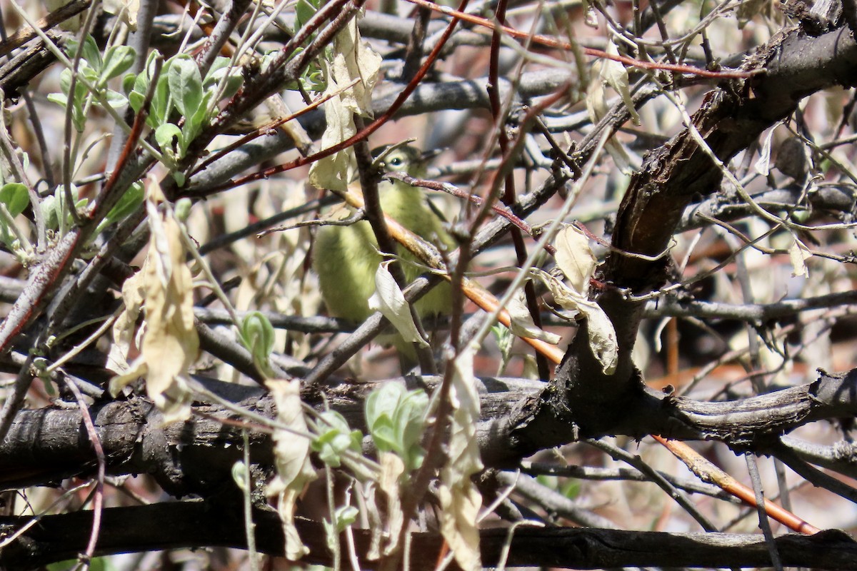 Orange-crowned Warbler - ML340346481