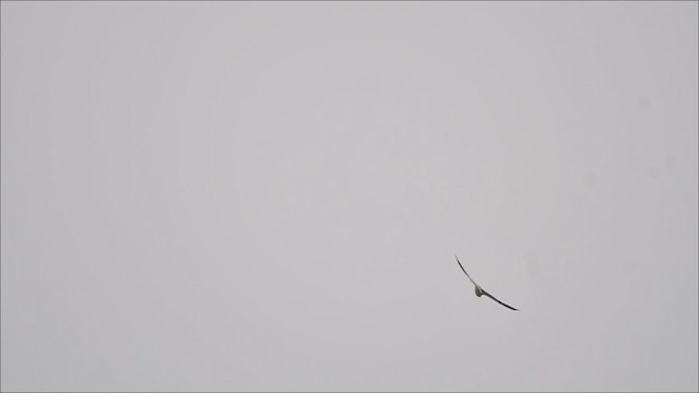 White-tailed Kite - ML340349481
